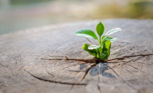 Resilience-to-Boost-Risk-Management